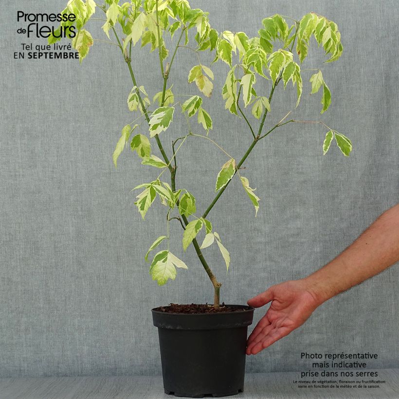 Acer negundo Aureomarginatum - Maple 7.5L/10L pot sample as delivered in autumn