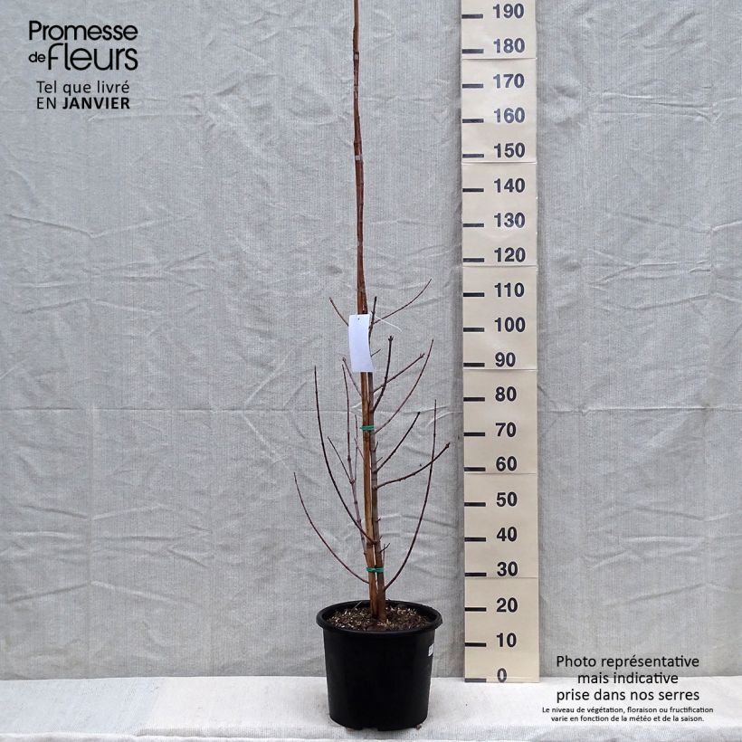 Acer negundo Flamingo - Maple 7.5L/10L pot sample as delivered in winter