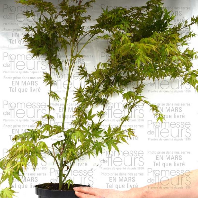 Example of Érable du Japon - Acer palmatum Pot de 3L/4L specimen as delivered