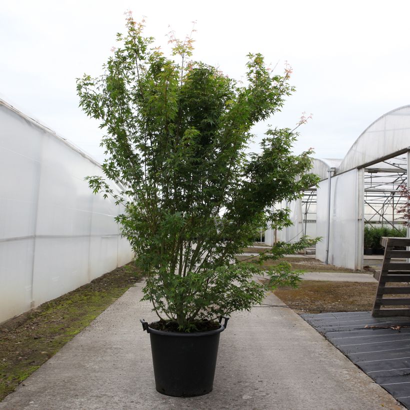 Acer palmatum - Japanese Maple 50L/55L pot sample as delivered in spring