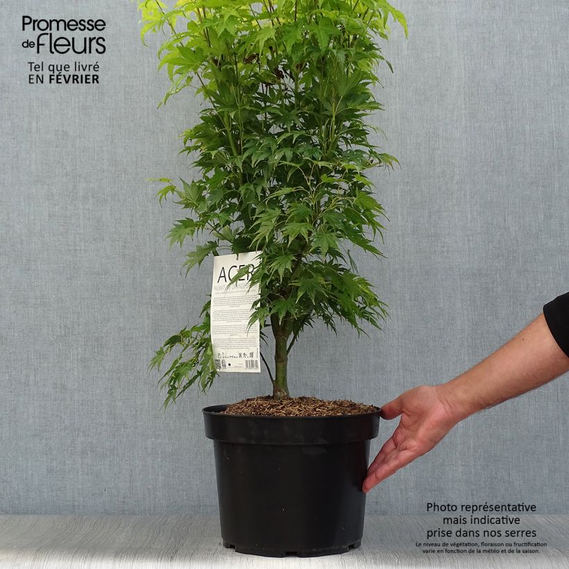 Acer palmatum Orange Dream - Japanese Maple 7.5L/10L pot sample as delivered in autumn