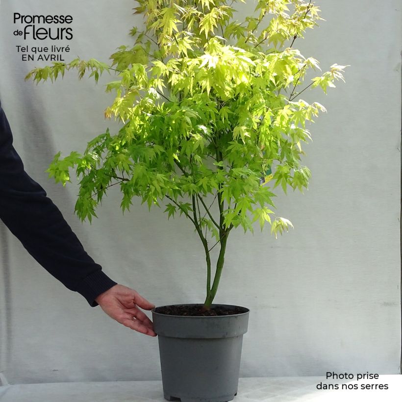 Acer palmatum Orange Dream - Japanese Maple 7.5L/10L pot sample as delivered in spring