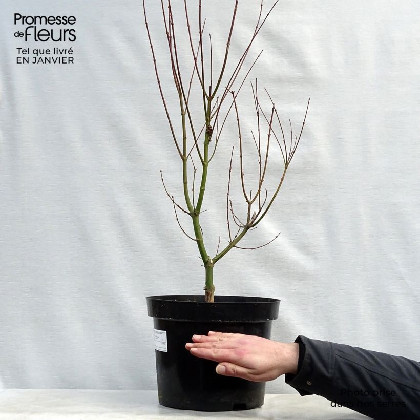 Acer palmatum Orange Dream - Japanese Maple 7.5L/10L pot sample as delivered in winter