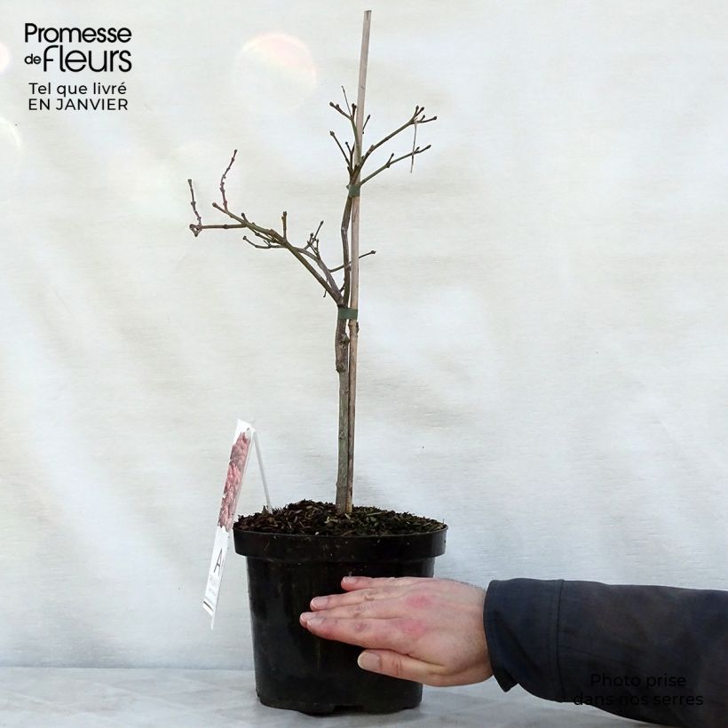 Acer palmatum Dissectum Ornatum - Japanese Maple 4L/5L pot sample as delivered in winter