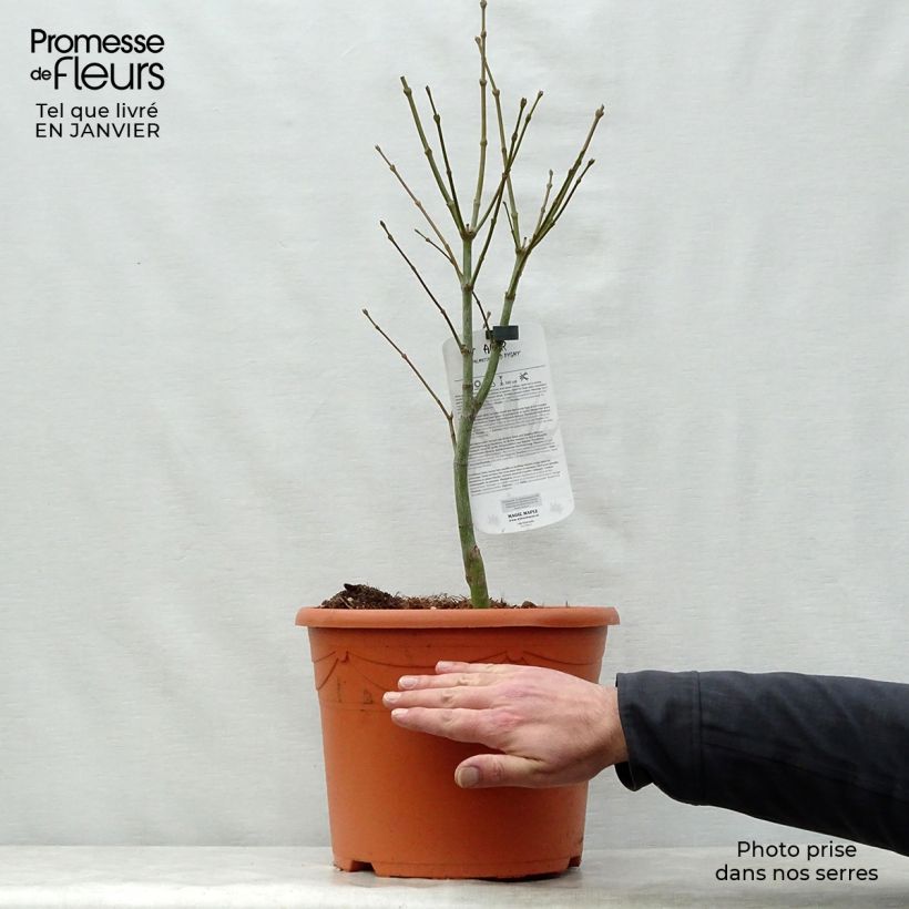 Acer palmatum Red Pygmy - Japanese Maple 7.5L/10L pot sample as delivered in winter