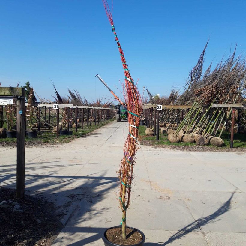 Acer palmatum Sangokaku - Japanese Maple 50L/55L pot sample as delivered in spring