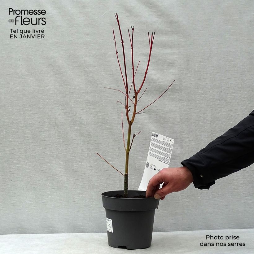 Acer palmatum Sangokaku - Japanese Maple 2L/3L pot sample as delivered in winter