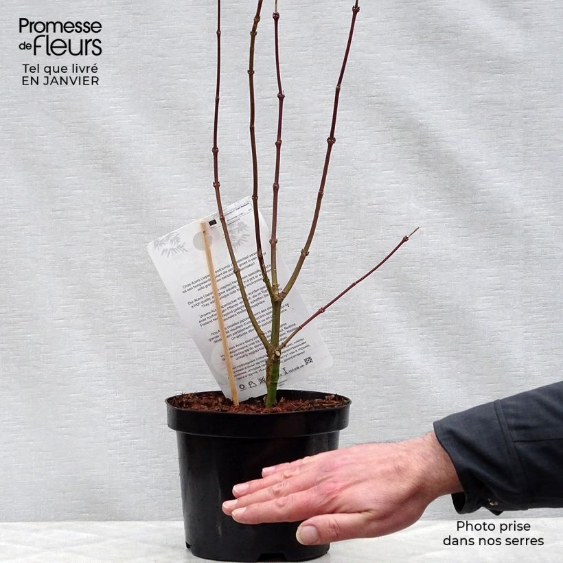Acer palmatum Shaina - Japanese Maple 3L/4L pot sample as delivered in winter