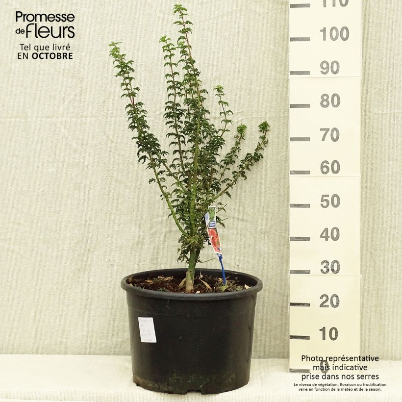 Acer palmatum Shishigashira - Japanese Maple 18L/20L pot sample as delivered in autumn
