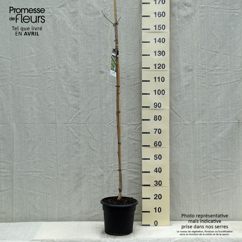 Acer platanoides - Maple 7.5L/10L pot sample as delivered in spring