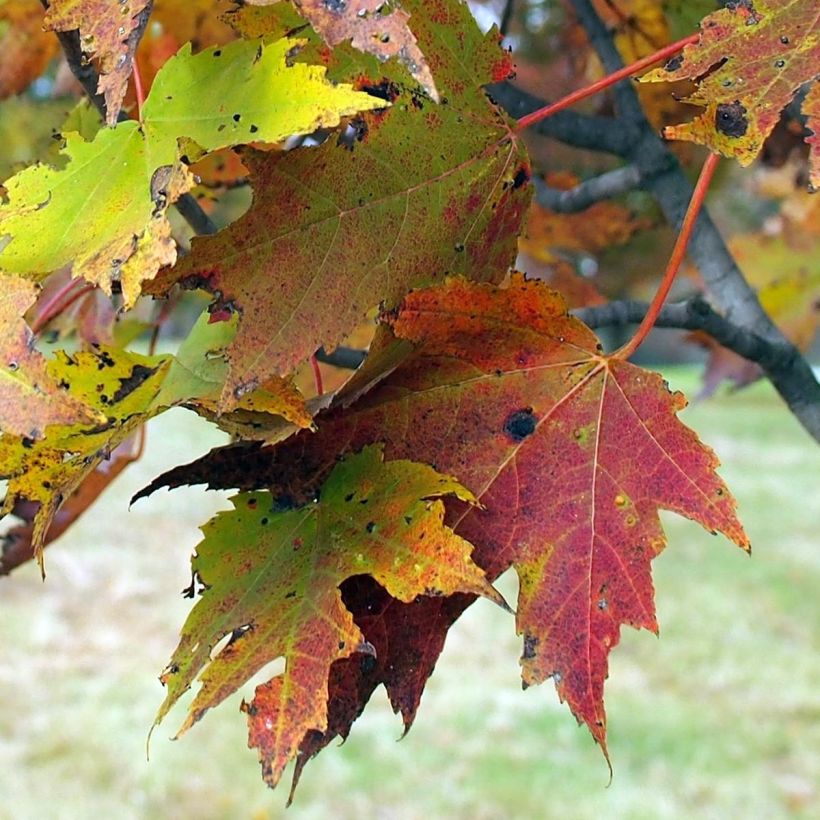 Acer rubrum Armstrong - Maple (Foliage)