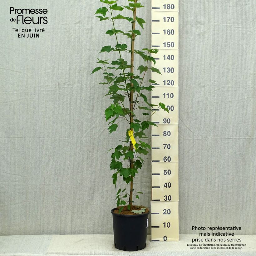 Acer rubrum Fairview Flame - Maple 7.5L/10L pot sample as delivered in summer