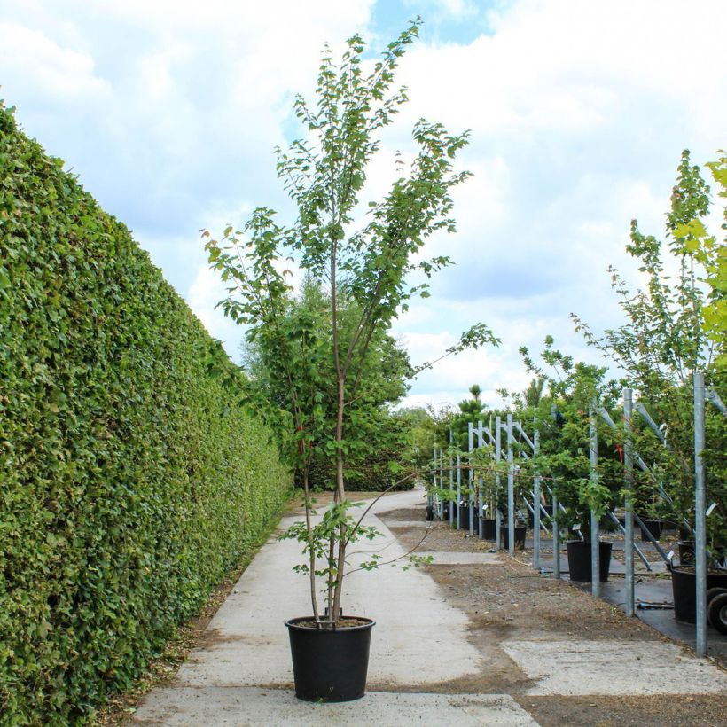 Acer rubrum - Maple 80L/90L pot sample as delivered in spring