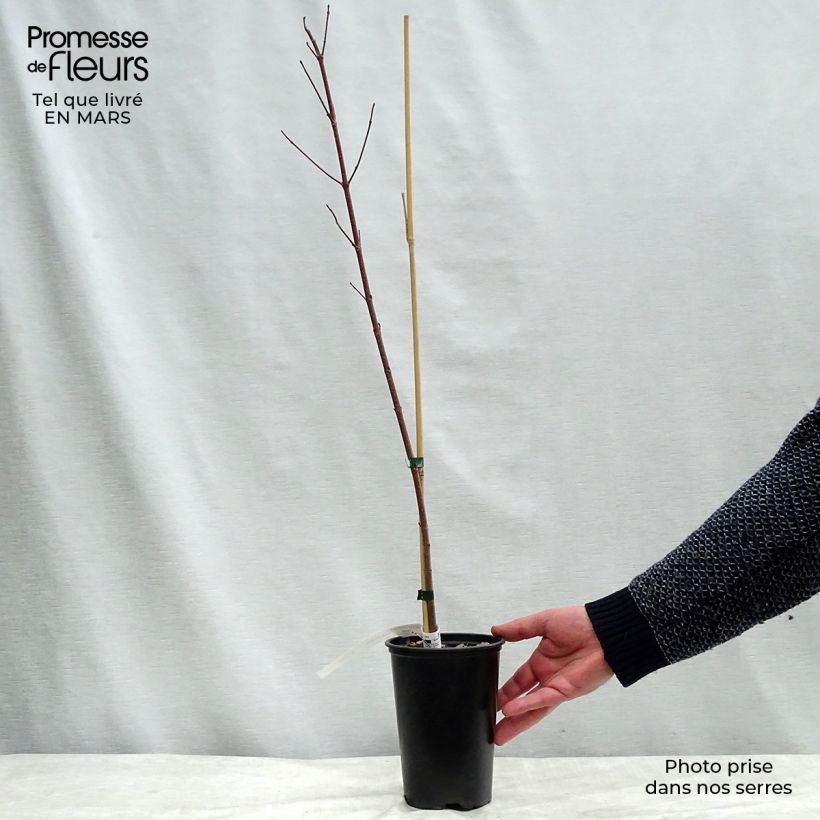 Acer rubrum Redpointe - Maple 1L/1.5L pot sample as delivered in winter