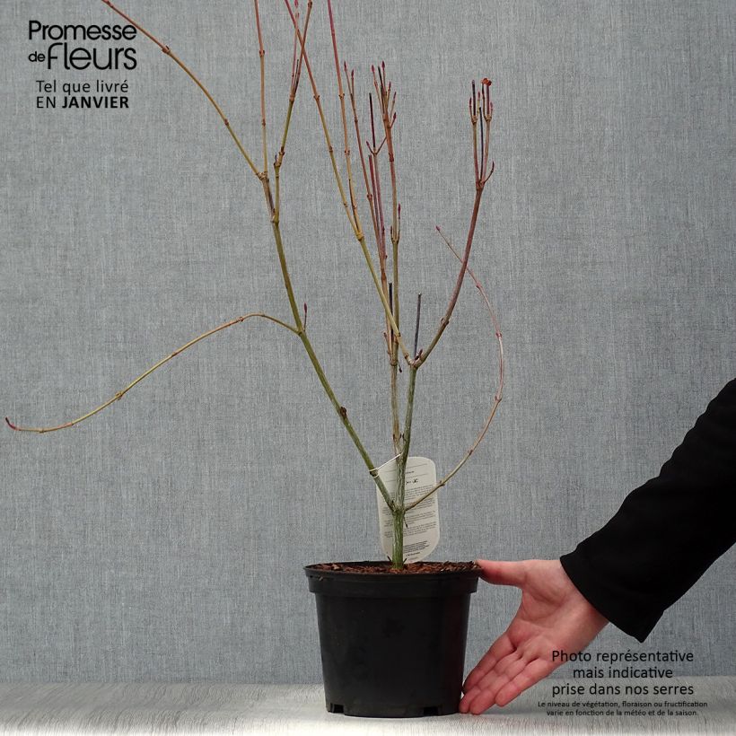 Acer rufinerve - Maple 4L/5L pot sample as delivered in winter