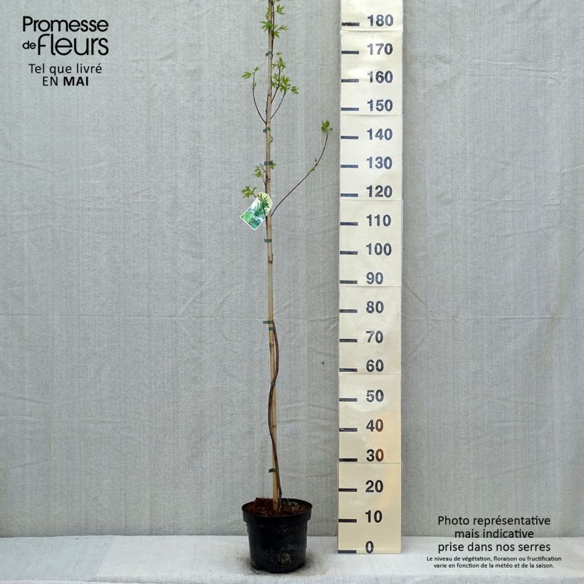 Acer saccharinum Laciniatum Wieri - Maple 3L/4L pot sample as delivered in spring