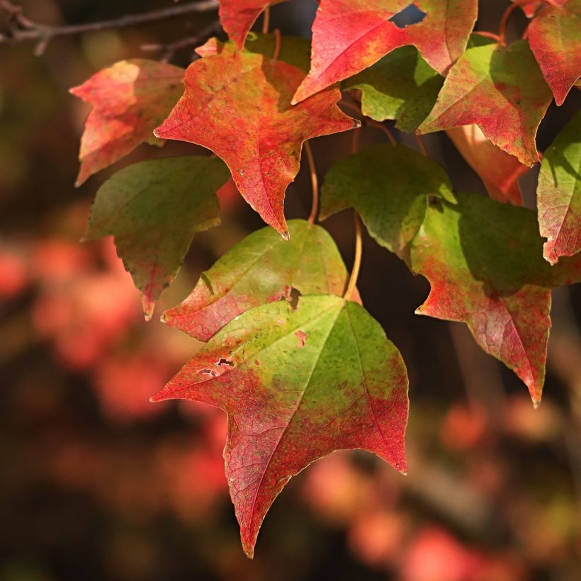 Acer buergerianum seeds - Trident maple (Foliage)