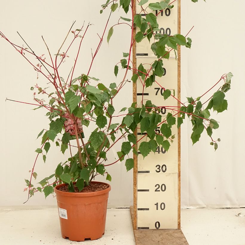 Acer conspicuum Red Flamingo - Maple 7.5L/10L pot sample as delivered in spring