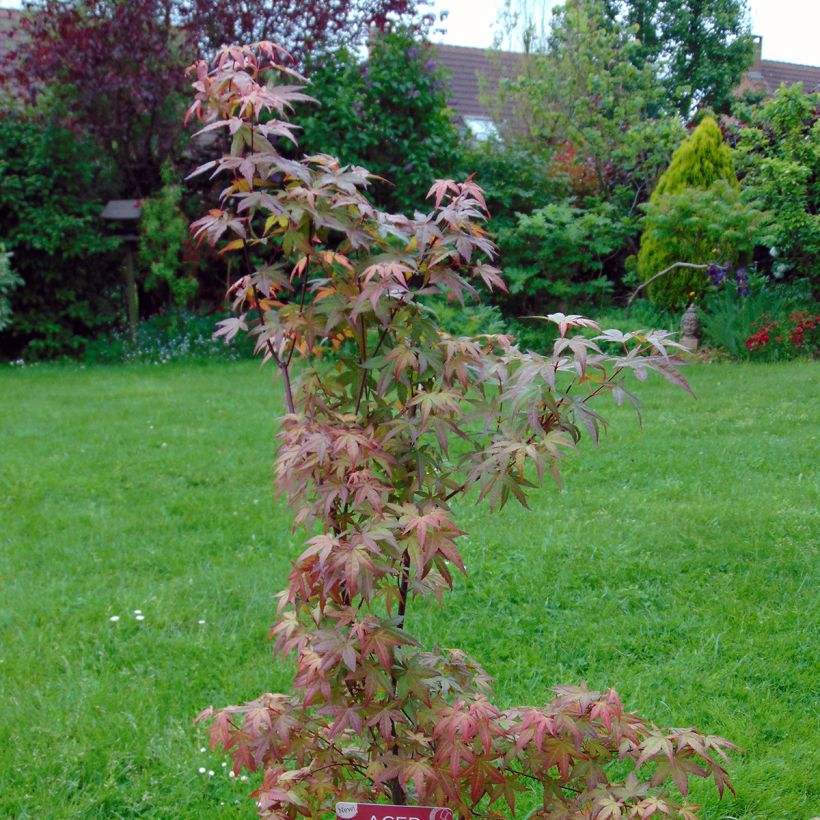 Acer palmatum Redwine - Japanese Maple (Plant habit)