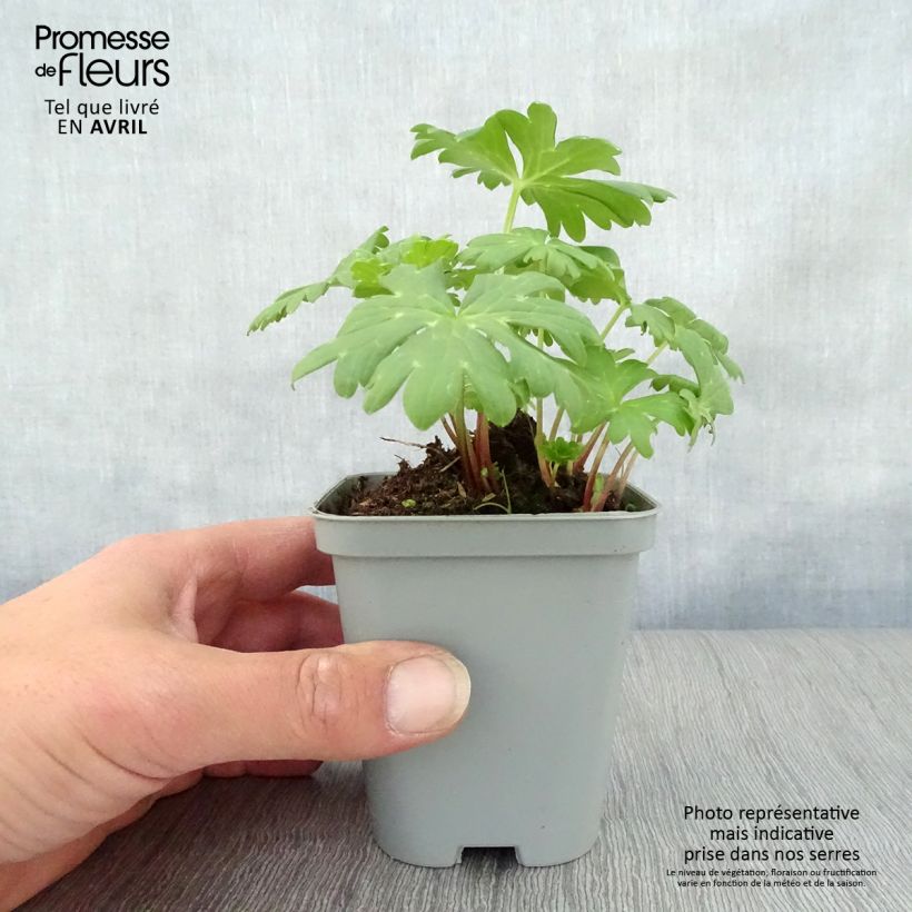 Achillea clypeolata Little Moonshine 8/9 cm pot sample as delivered in spring