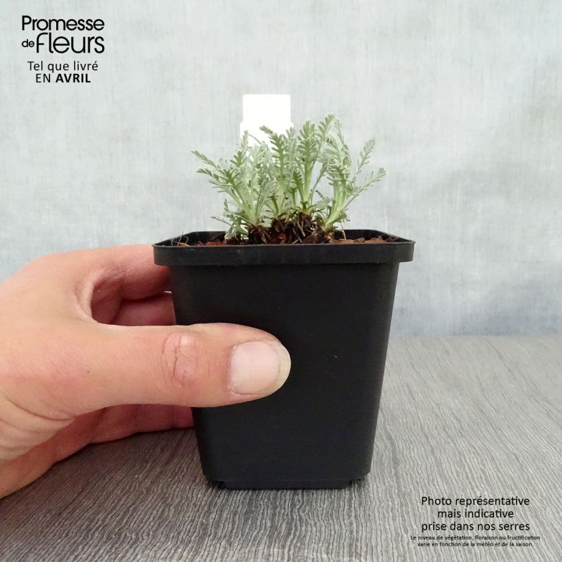 Achillea kellereri 8/9 cm pot sample as delivered in spring