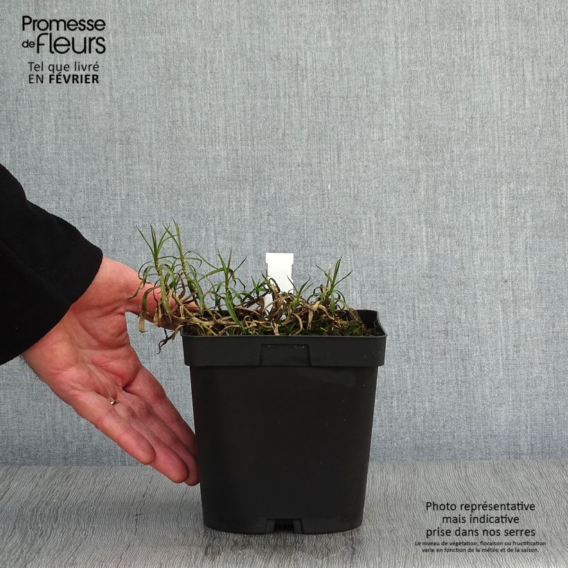 Achillea ptarmica Boule de Neige 2L/3L pot sample as delivered in winter