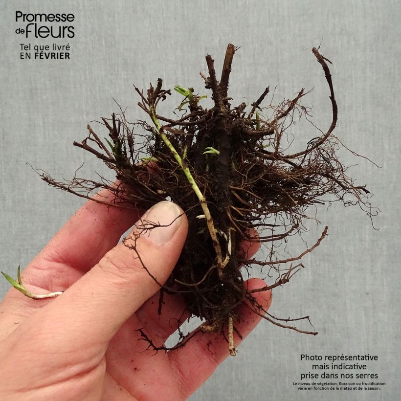 Achillea ptarmica Diadem Bare root sample as delivered in winter