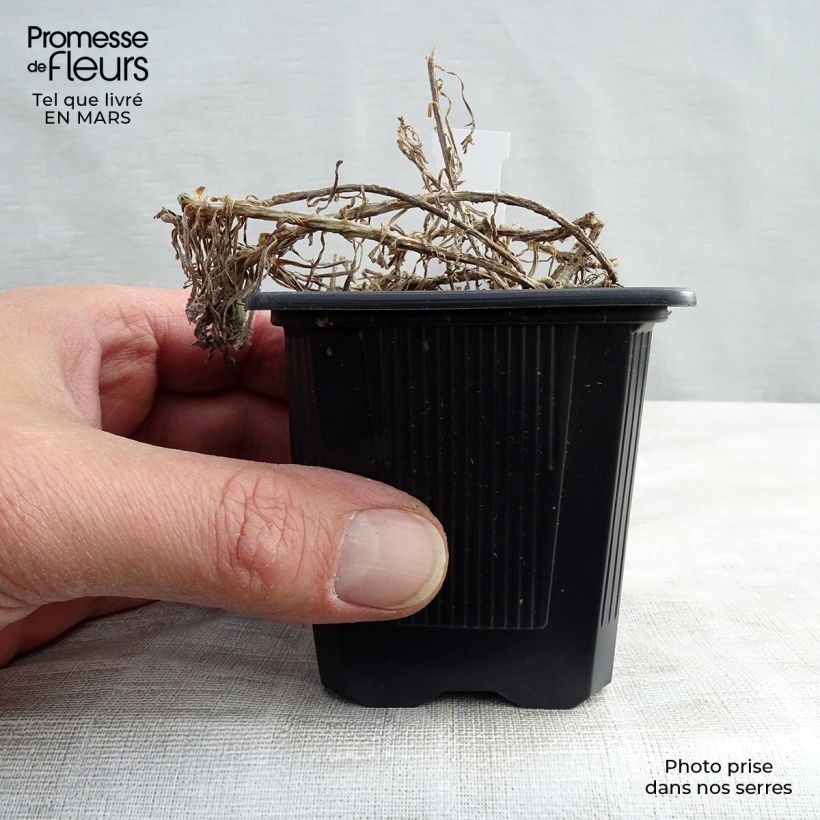 Achillea umbellata 8/9 cm pot sample as delivered in spring