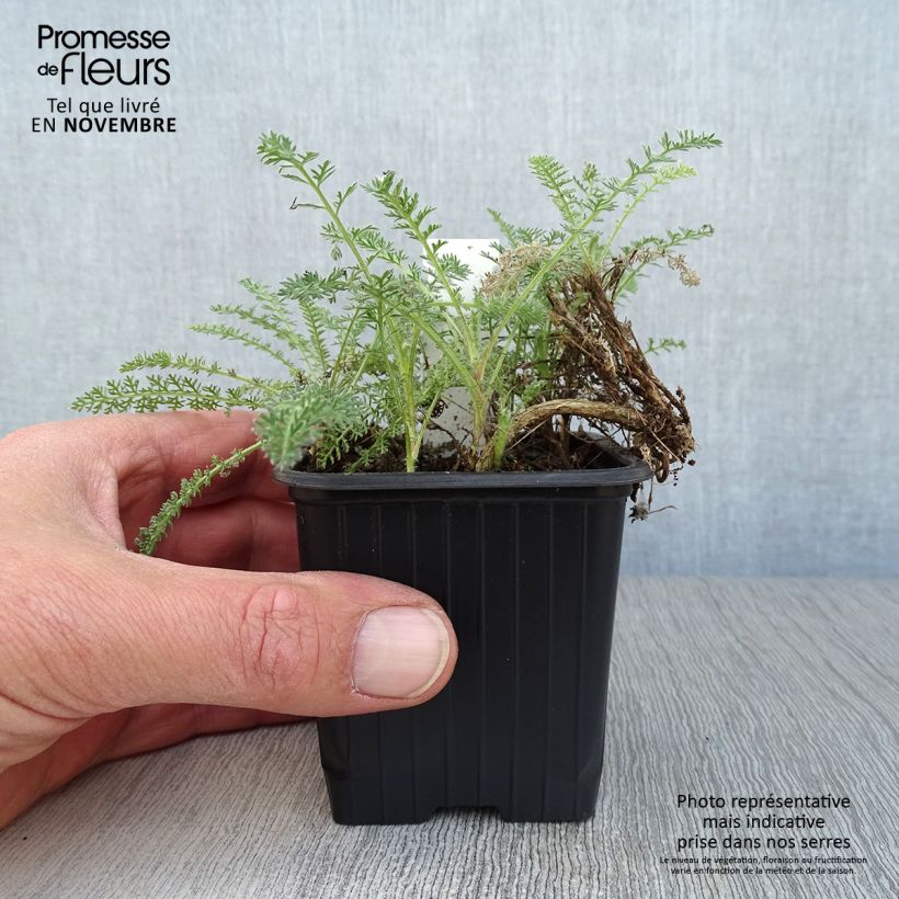 Achillea crithmifolia 8/9 cm pot sample as delivered in autumn