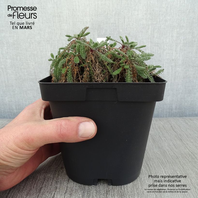 Achillea crithmifolia 2L/3L pot sample as delivered in winter