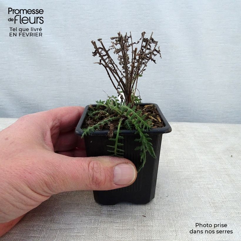 Achillea filipendulina Parkers Variety 8/9 cm pot sample as delivered in winter