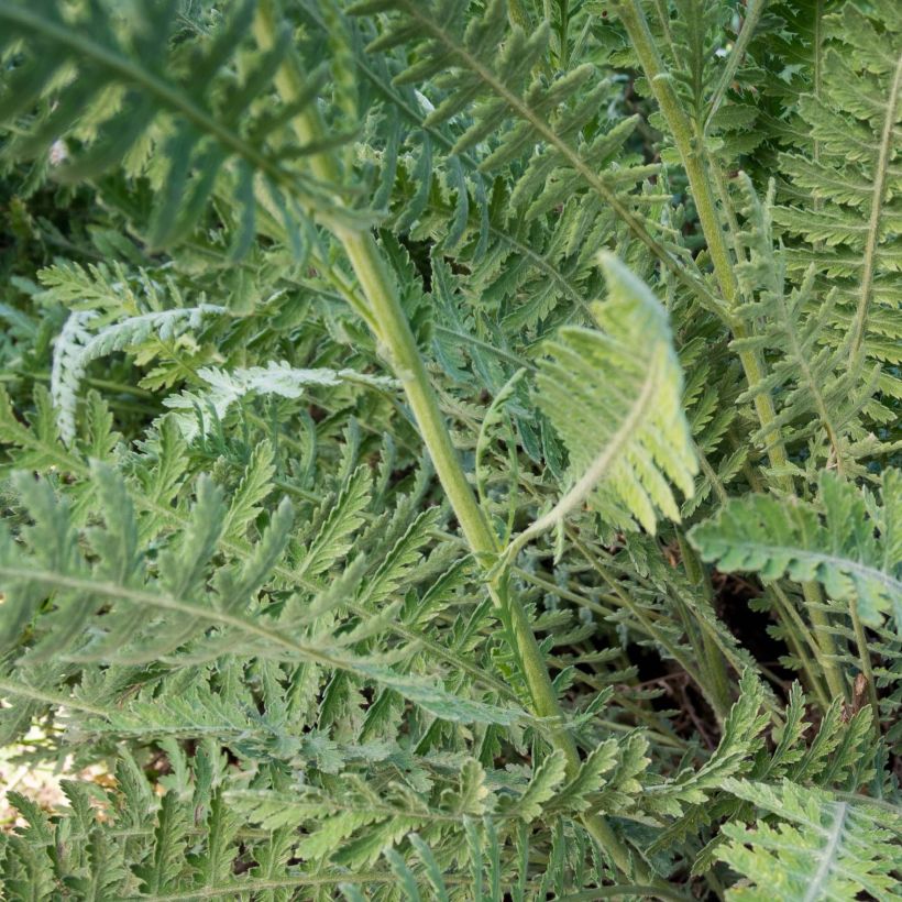 Achillea Coronation Gold (Foliage)