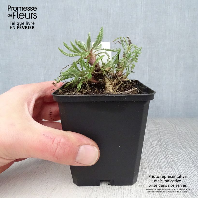 Achillea Coronation Gold 8/9 cm pot sample as delivered in winter