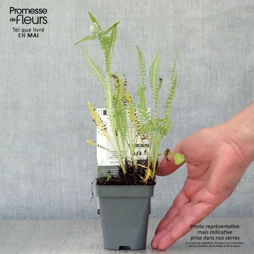 Achillea Coronation Gold 8/9 cm pot sample as delivered in spring