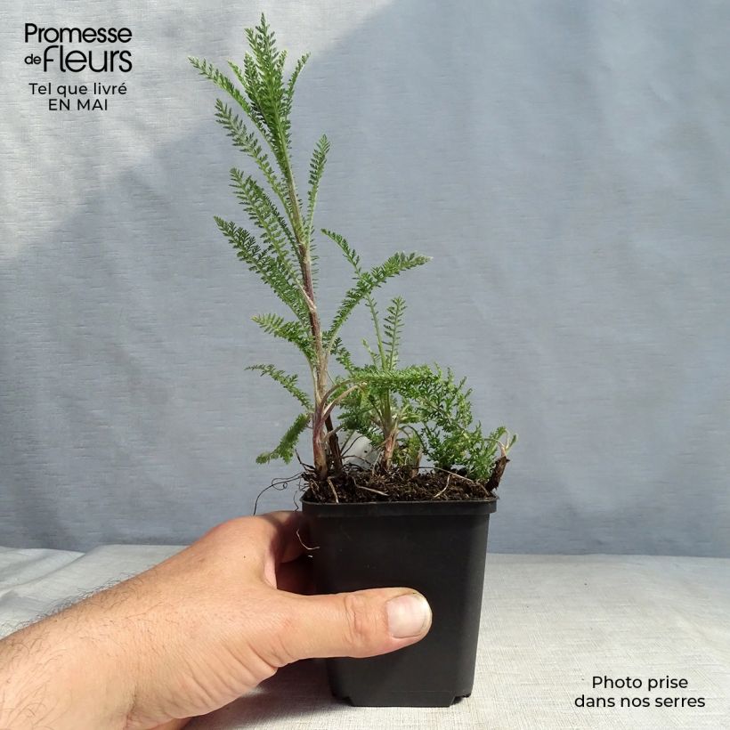 Achillea Credo 8/9 cm pot sample as delivered in spring