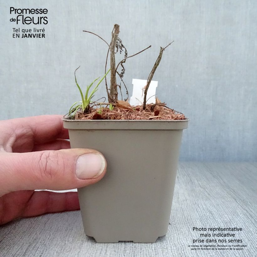 Achillea Credo 8/9 cm pot sample as delivered in winter