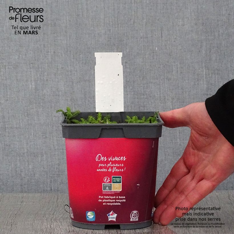 Achillea millefolium Desert Eve Red 2L/3L pot sample as delivered in winter