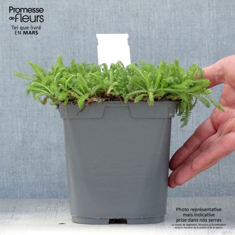 Achillea millefolium Desert Eve Red 2L/3L pot sample as delivered in spring