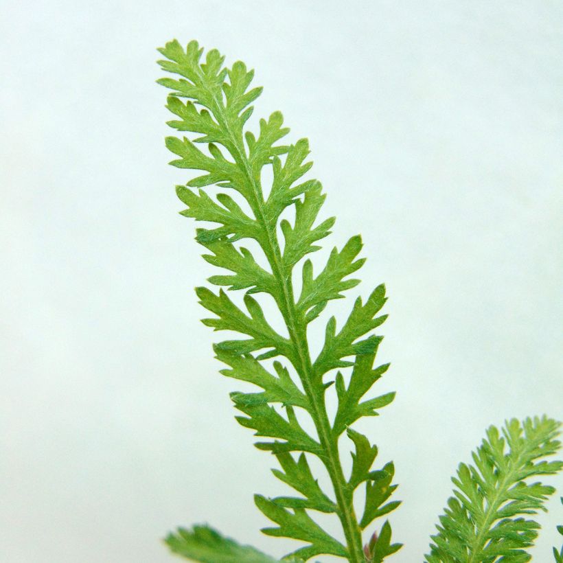 Achillea millefolium Walter Funcke - Yarrow (Foliage)
