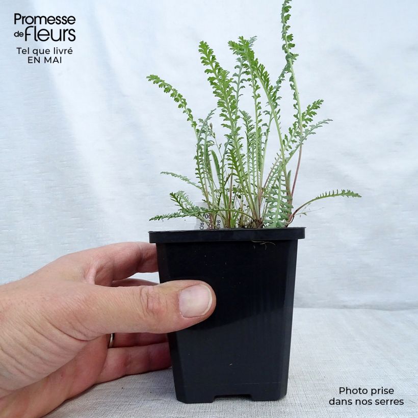 Achillea millefolium Walter Funcke - Yarrow 8/9 cm pot sample as delivered in spring