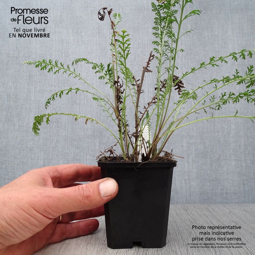 Achillea millefolium Walter Funcke - Yarrow 8/9 cm pot sample as delivered in autumn
