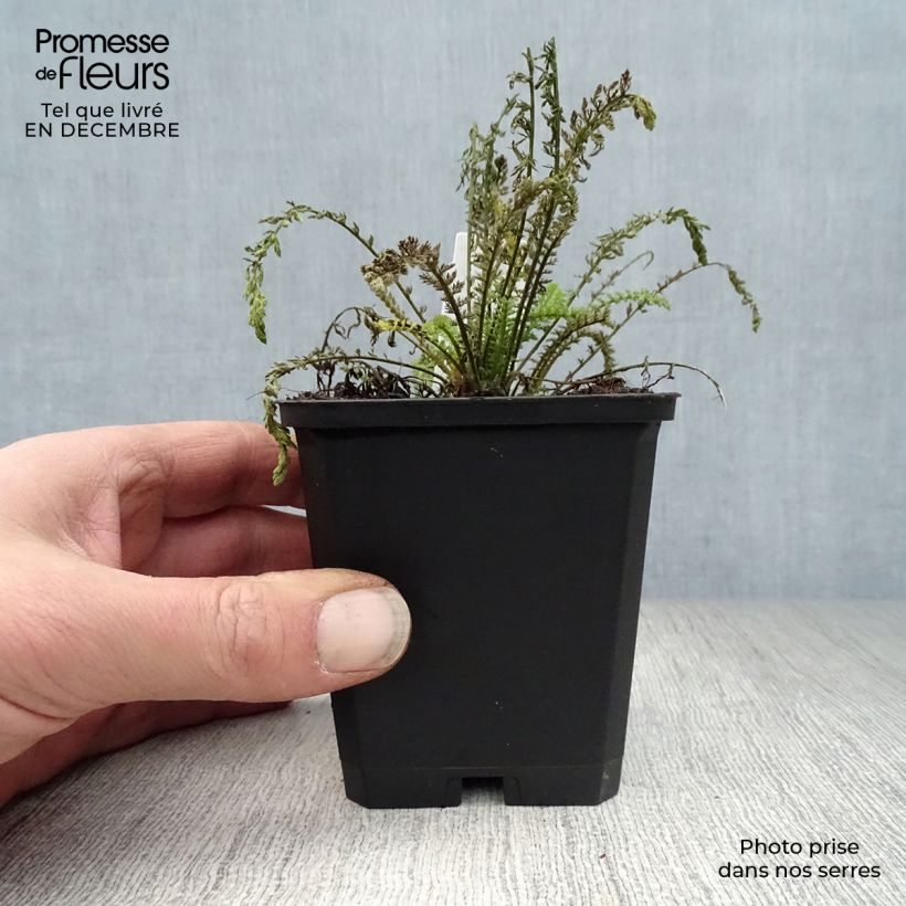 Achillea millefolium Walter Funcke - Yarrow 8/9 cm pot sample as delivered in winter