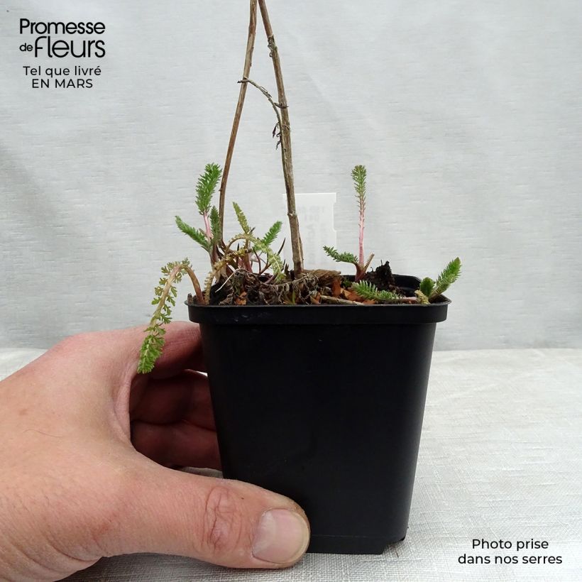 Achillea filipendulina Helios 8/9 cm pot sample as delivered in winter