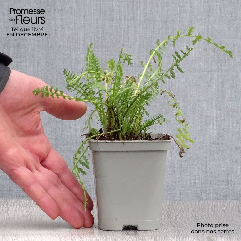 Achillea fillipendulina Cloth of Gold 8/9 cm pot sample as delivered in winter