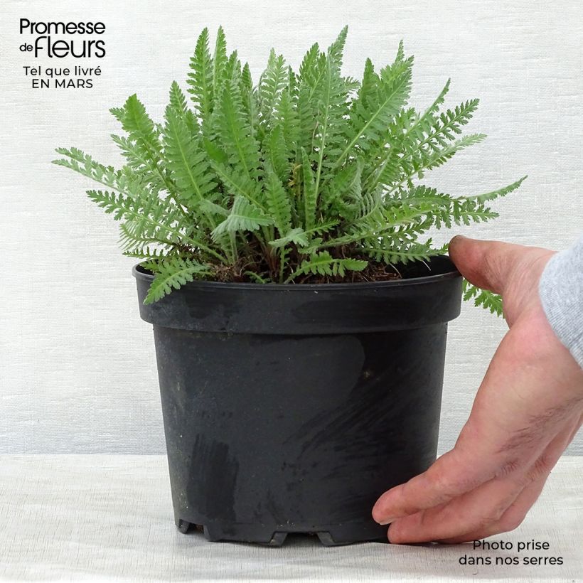 Achillea fillipendulina Cloth of Gold 2L/3L pot sample as delivered in spring