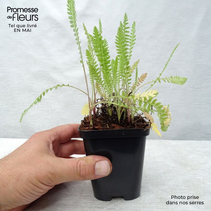 Achillea fillipendulina Cloth of Gold 8/9 cm pot sample as delivered in spring