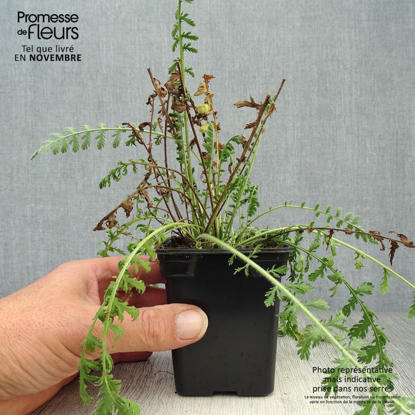 Achillea filipendulina Golden Plate 7/8 cm pot sample as delivered in autumn