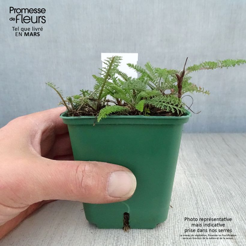 Achillea millefolium Cassis 8/9 cm pot sample as delivered in spring