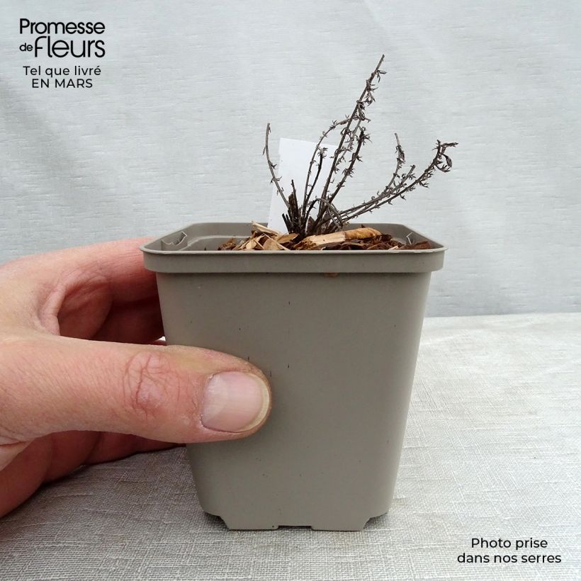 Achillea millefolium Hannelore Pahl 8/9 cm pot sample as delivered in winter