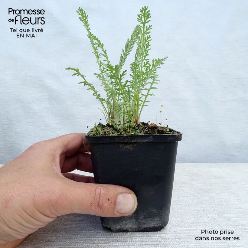 Achillea millefolium Hymne 8/9 cm pot sample as delivered in spring